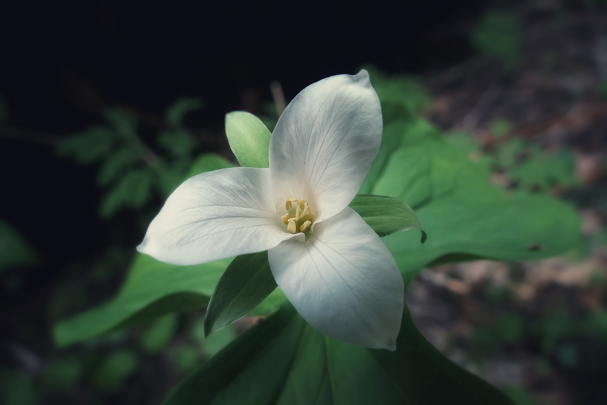 Trillium flower